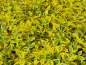 Preview: Euonymus fortunei "Emerald'n Gold" - (Gelbbunte Kriechspindel),